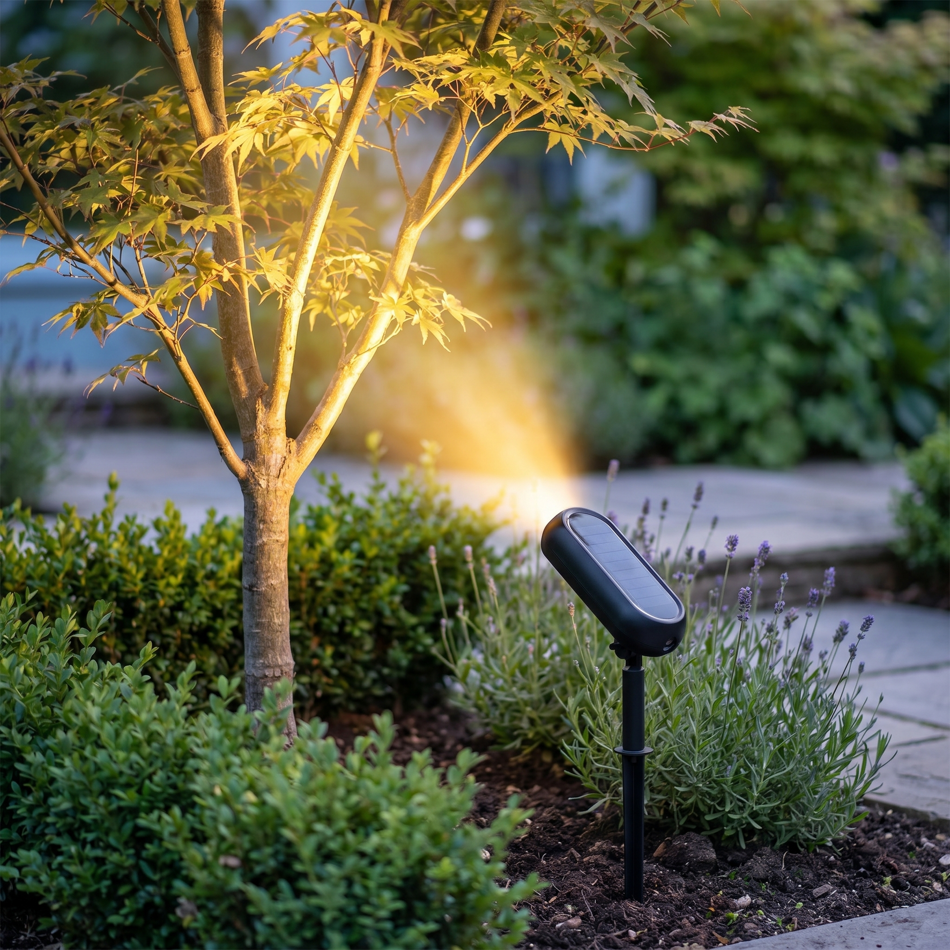 Black solar spotlight uplighting a tree at dusk, square